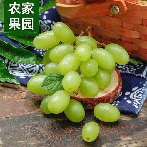 现摘现发青提葡萄维多利亚自产
