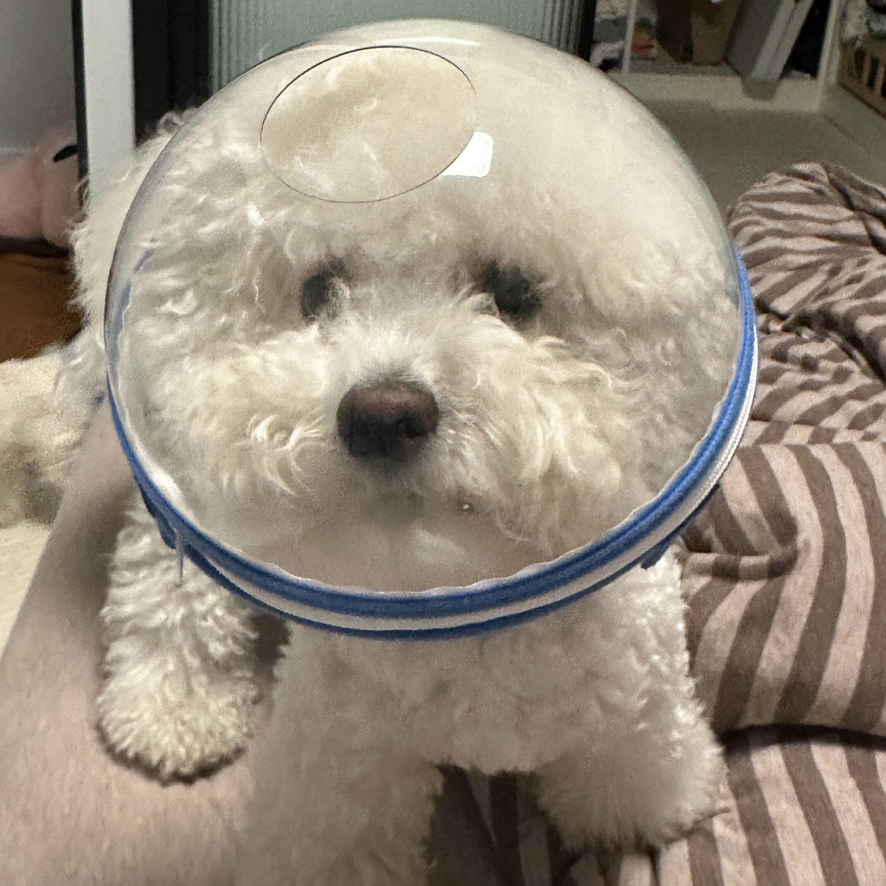 狗狗防毒面罩伊丽莎白圈加深加长幼猫狗狗防毒面罩防舔咬宠物头套