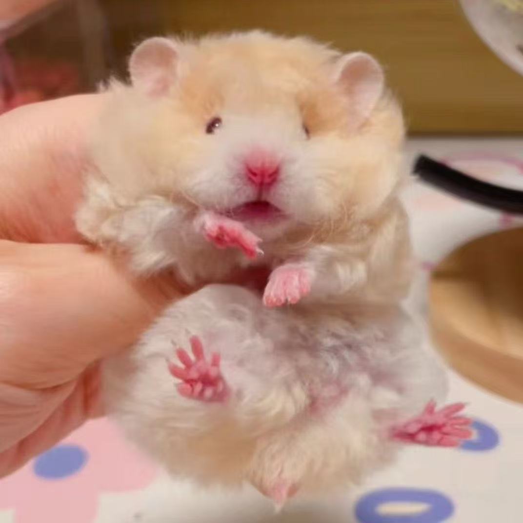 家养波利藤盒发长毛熊金丝熊直卷公母随机波利活宠仓鼠幼崽可爱