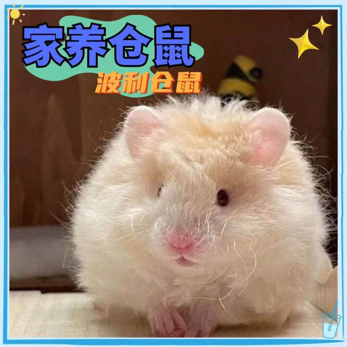 长毛波利金丝鼠仓鼠蜜波利鸽灰波黑波利肉桂火波黄波可爱幼崽活物