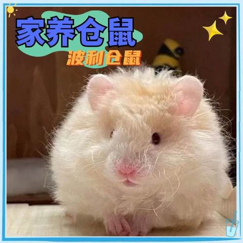长毛波利金丝鼠仓鼠蜜波利鸽灰波黑波利肉桂火波黄波可爱幼崽活物