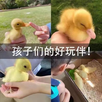 柯尔鸭活物小鸭子活宠物网红小黄鸭可达鸭活的小鸭子宠物幼崽活苗