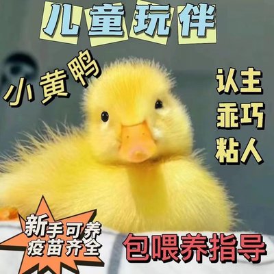 宠物小黄鸭网红小鸭子小萌鸭包活到家儿童玩伴宠物小黄鸭包邮