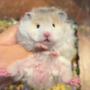 家养藤盒发长毛卷毛波利金丝熊大体金丝熊黑蜜波利金丝熊可爱幼崽