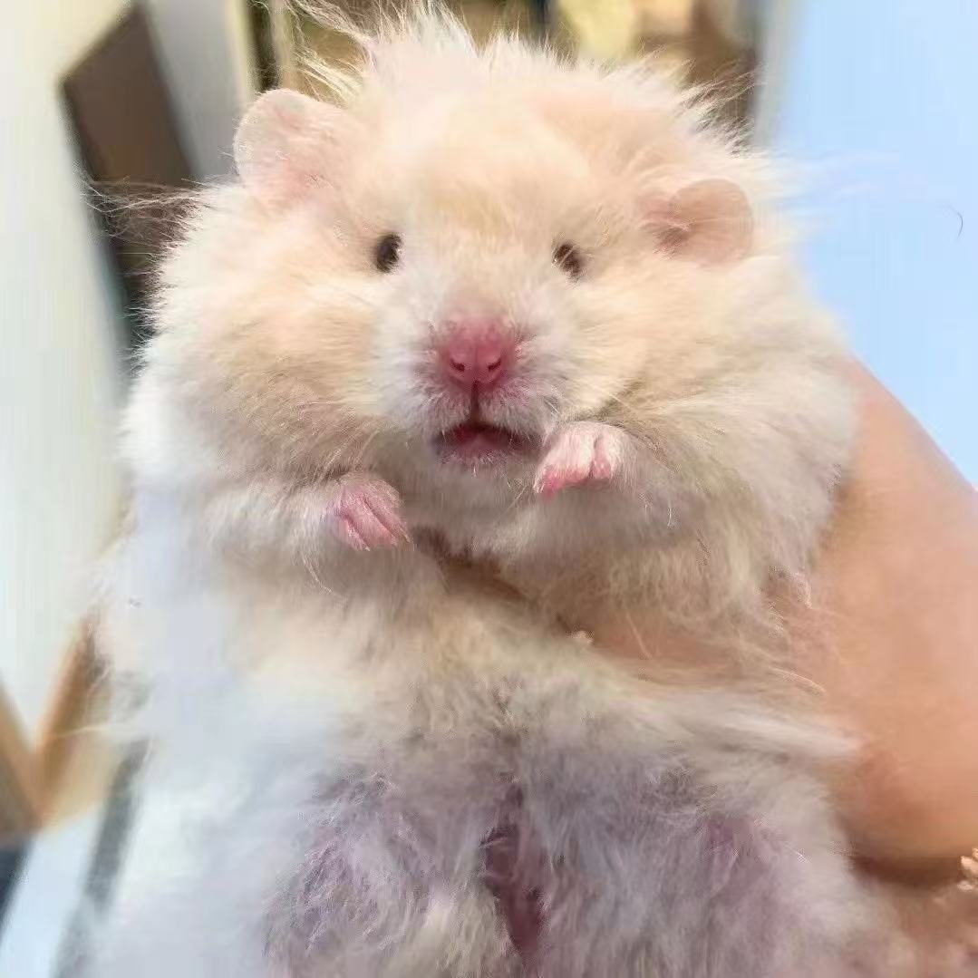 家养藤盒发长毛卷毛波利金丝熊大体金丝熊黑蜜波利金丝熊可爱幼崽