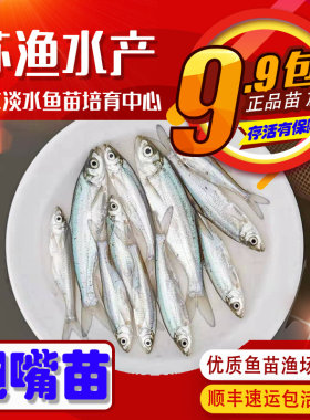 翘嘴鱼苗翘嘴鲌白鱼苗刁子鱼大米翘壳翘嘴巴撅嘴鱼苗淡水鱼苗活体