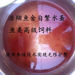 水蚤活体活苗鱼虫红虫水虱子水瘙鱼食卵饲料青鳉孔雀幼苗开口活食