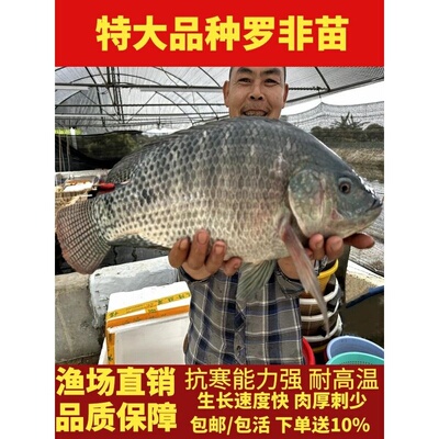 特大种罗非鱼苗脆肉罗非苗非州鲫罗非鱼鱼苗福寿鱼苗淡水养殖食用
