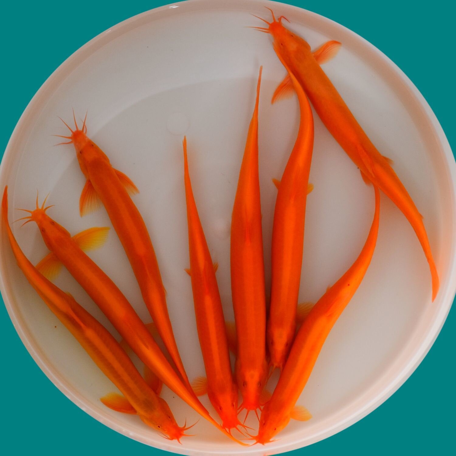 黄金泥鳅冷水观赏鱼好养耐活小金鱼清洁鱼孔雀鱼清道夫活体宠物鱼