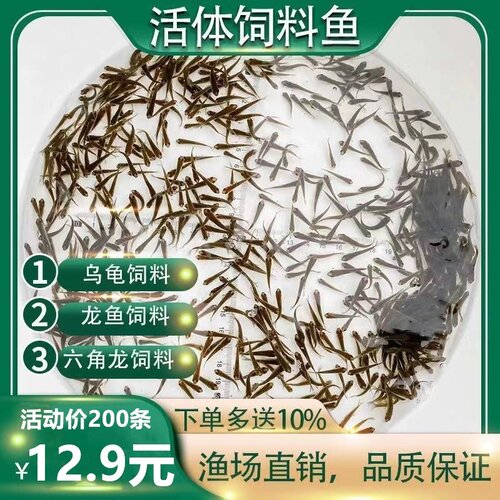 乌龟吃的小鱼苗喂乌龟饲料活鱼龟粮食蚊鱼麦穗鱼斗鱼龙鱼饲料活体