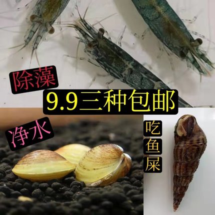 黑壳虾除藻虾鲜活观赏虾清洁草虾淡水虾活体樱花虾活虾耐活冷水虾