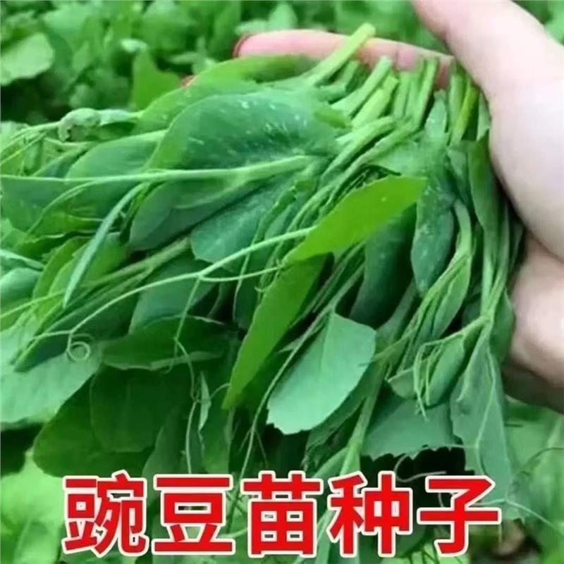 无须豌豆尖种子四季易阳台