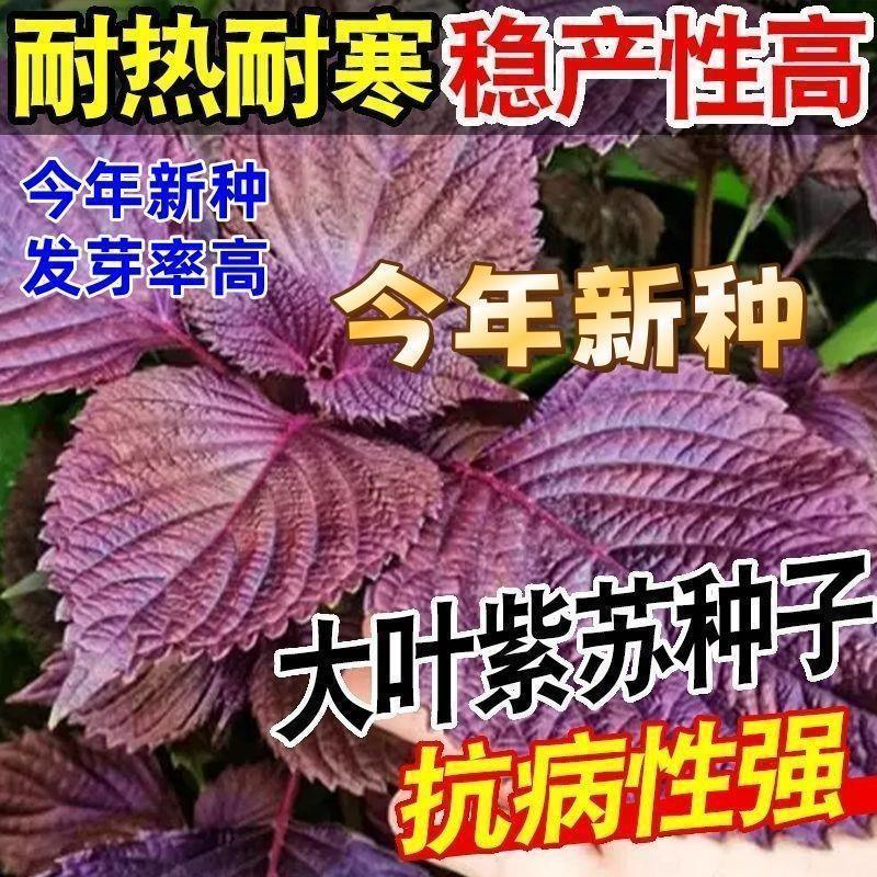 紫苏种子耐高温种可食用紫苏叶籽种苗菜野菜蔬菜苏子四季种植盆栽