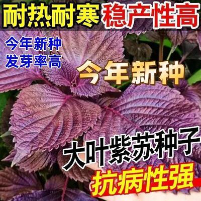 紫苏种子耐高温可食用叶籽