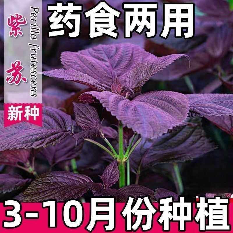 紫苏种子可食用双面红紫苏大叶紫苏种子四季耐热阳台盆栽蔬菜种子,鲜花速递/花卉仿真/绿植园艺,家庭园艺种子,淘宝优惠券,粉丝福利购,淘宝优惠卷