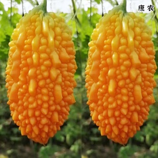 金赖瓜苗赖葡萄苗濑瓜癞瓜种籽金玲子小苦瓜苗四季盆栽农家蔬菜苗