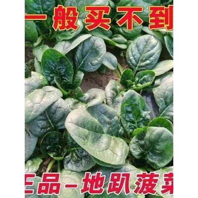 可越冬老品种红根趴地菠菜