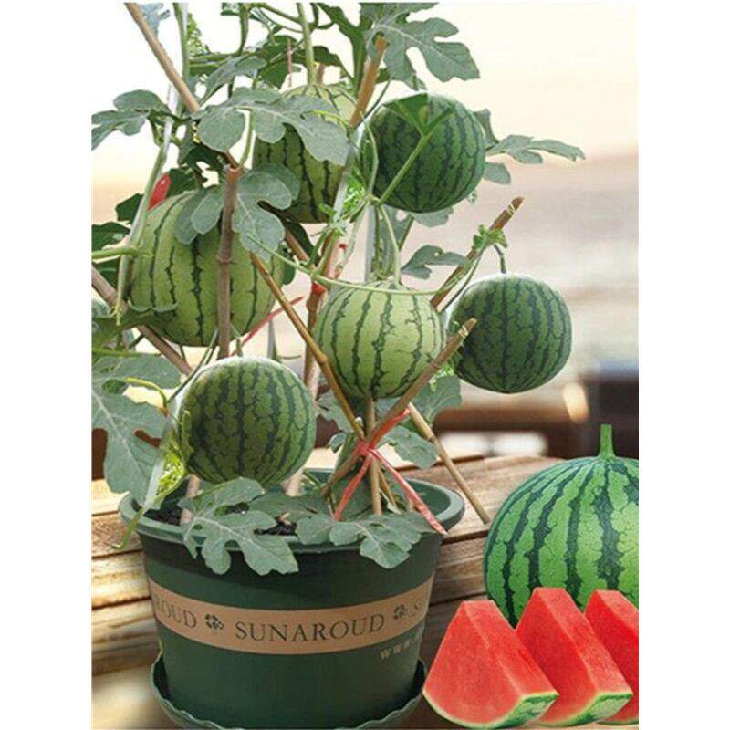 红玉2K小西瓜种子薄皮少籽