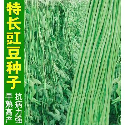 长豆角种子苗秧豇四季蔬菜