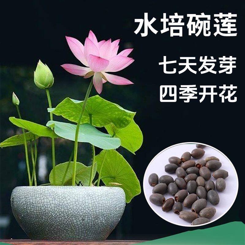 七彩碗莲水培植物荷花盆栽已开口阳台庭院睡莲四季绿植