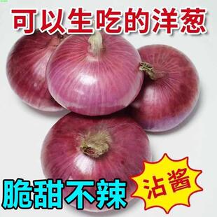 红皮洋葱种子特大圆葱种籽耐寒高产原生态紫皮新鲜葱种籽蔬菜种子