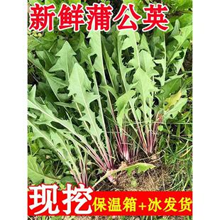 蒲公英新鲜的现挖山野菜婆婆丁花叶草苗东北蘸酱菜应季野生菜苦菜