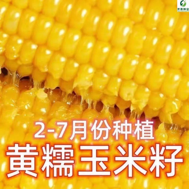 粘掉牙黄玉米种子香甜粘糯粘黄玉米种籽四季播高产杂交大田种孑籽