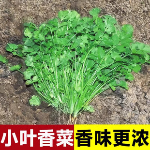 农家小叶香菜种子四季秋冬蔬菜种籽孑菜籽菜种老品种小香菜籽种