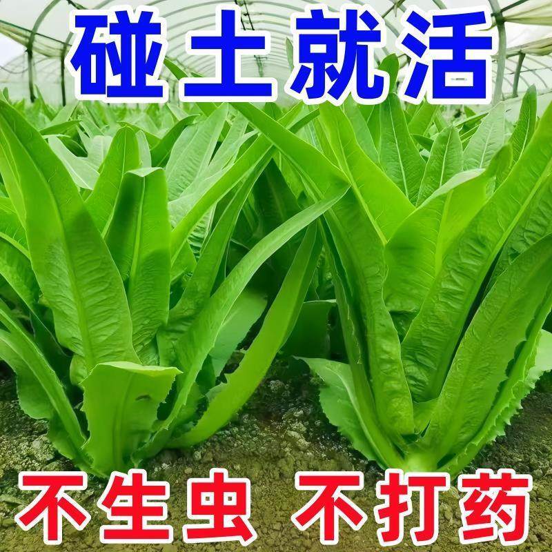 大棵油麦菜种子四季青菜种籽菜籽盆栽籽种菜苗秧苗春秋种孑米香,鲜花速递/花卉仿真/绿植园艺,家庭园艺种子,淘宝优惠券,粉丝福利购,淘宝优惠卷