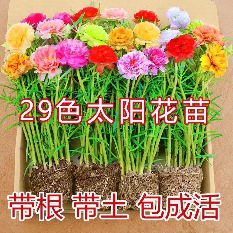 太阳花重瓣苗枝条盆栽混色