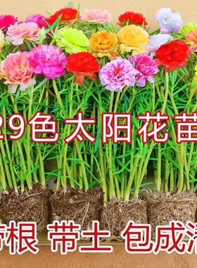 太阳花重瓣苗枝条盆栽混色大花带根带根带土室内花卉绿植好活易养