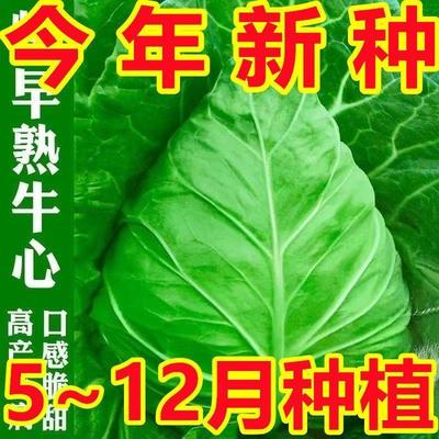 【苞发芽】春秋特大牛心包