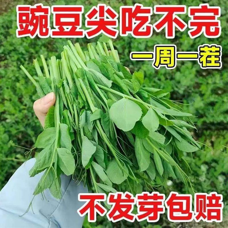 豌豆种子甜豌豆苗种籽专吃豌豆尖四季播种可水培阳台盆栽蔬菜种孑