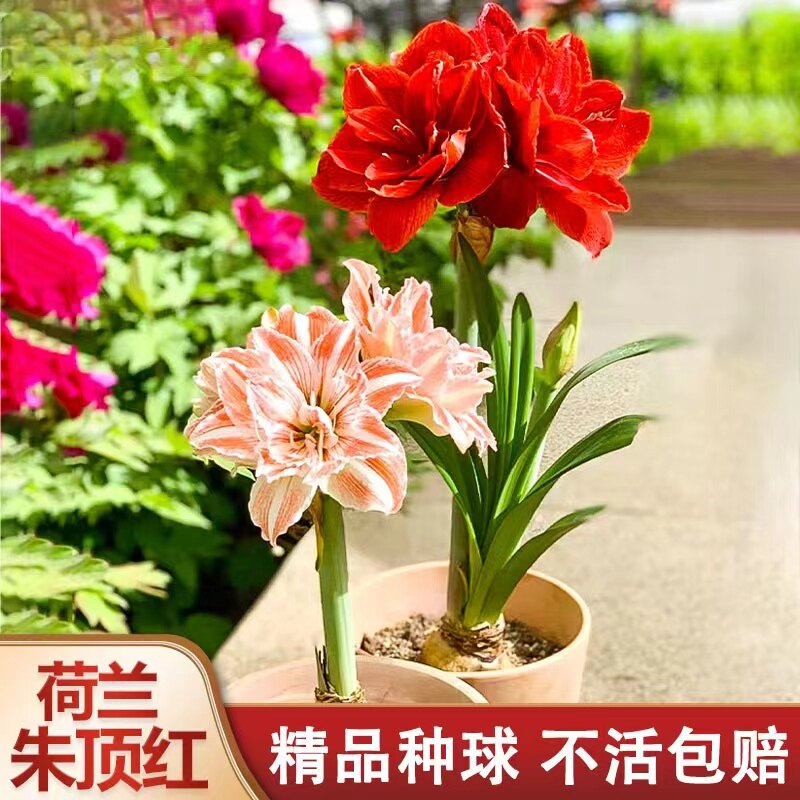 朱顶红球根花卉客厅春
