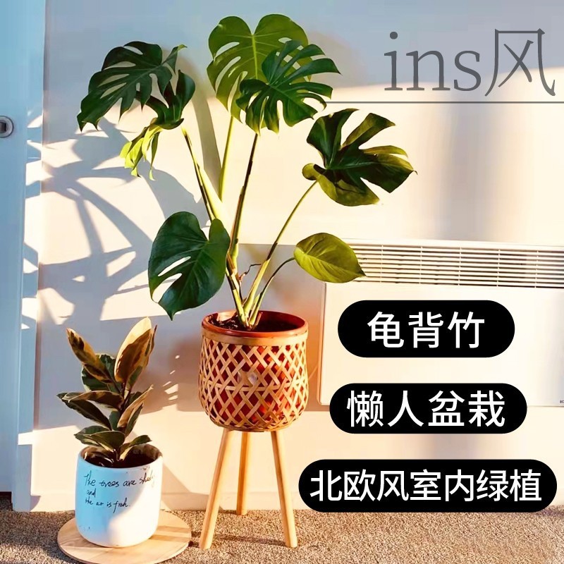 绿植室内吸甲醛水培龟背竹