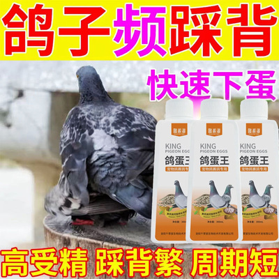 老鸽子催蛋促交配下蛋素专攻不下蛋提高受精率催交配促繁殖催蛋素