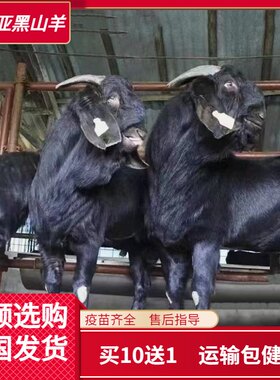 纯种努比亚黑山羊小羊羊仔活苗种公羊母羊活体小羊羔生羊肉