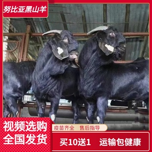 纯种努比亚黑山羊小羊羊仔活苗种公羊母羊活体小羊羔生羊肉