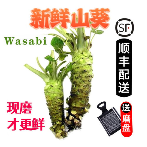 【顺丰】新鲜山葵 待磨鲜山葵根 芥辣日料wasabi芥末原材料