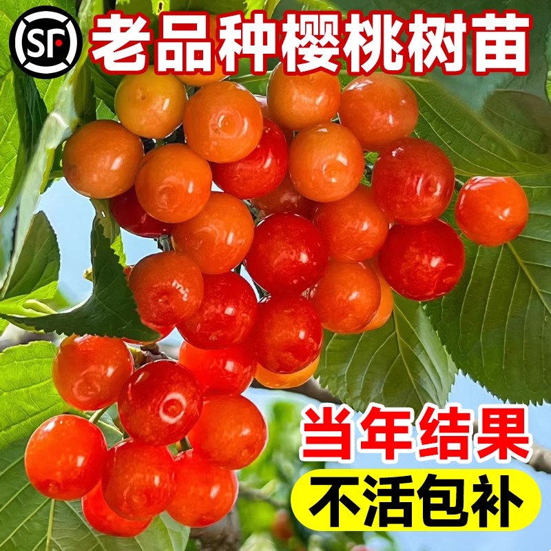 红妃樱桃树果苗车厘子盆栽庭院中华小土樱桃大毛樱桃苗种植南北方