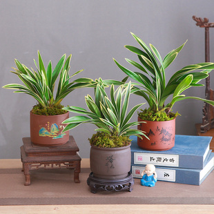 矮种名贵品种中国龙兰花稀有品种室内好养盆景花卉 金边中国龙