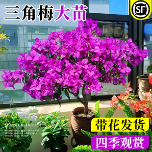 正宗重瓣三角梅盆栽四季开花带花苞同安红多色老桩特大号1米花卉