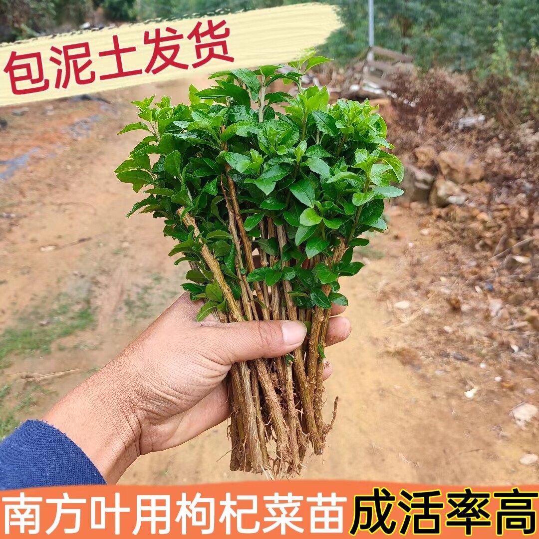 大叶枸杞苗南方枸杞 叶食用枸杞菜煮汤阳台盆栽10颗
