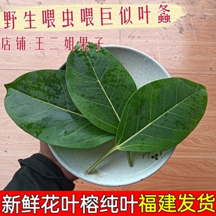 野生新鲜现摘大叶花叶榕巨拟叶螽食物榕树叶可喂虫子榕树叶做垫叶