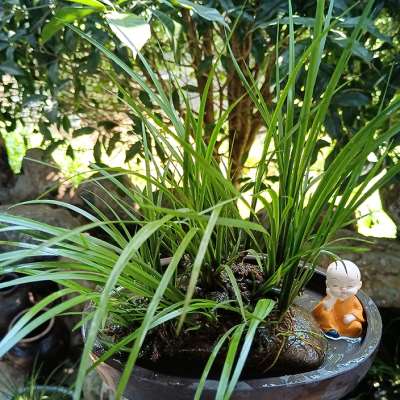 附石菖蒲水培植物微景观绿植龙根附石盆景昌蒲草水生缸龟缸造景植