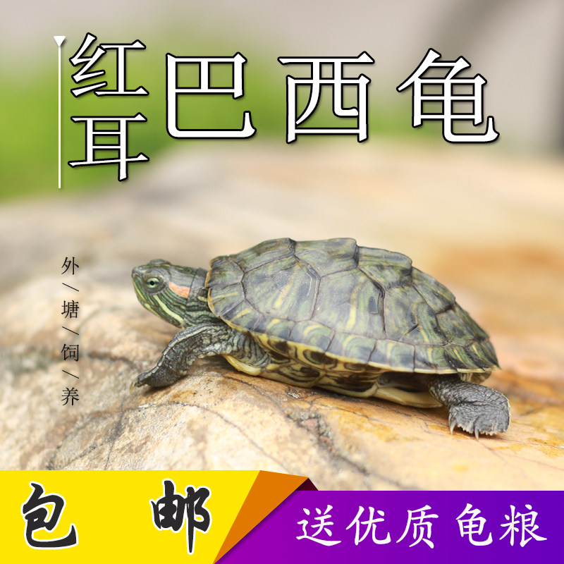 乌龟活物大巴西龟活体小彩龟宠物龟中华草龟苗鳄龟长寿观赏龟水龟