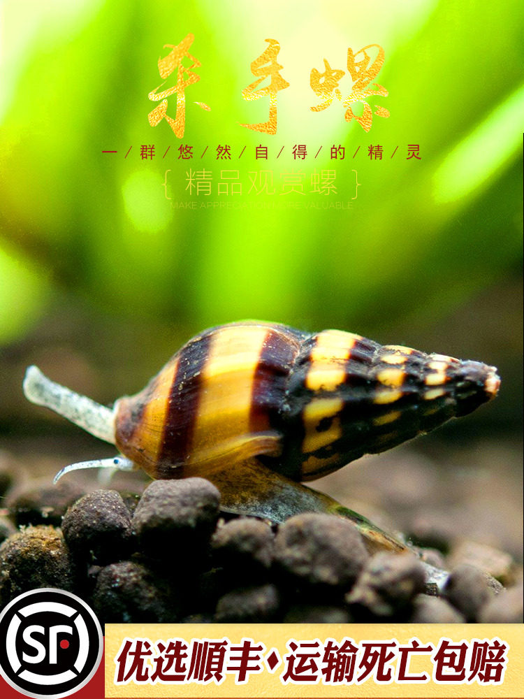 杀手螺热带观赏除淡水蜗牛活体宠物刺客螺水草缸工具大黄蜂钻纹螺