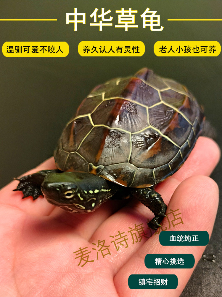乌龟中华草龟活体小乌龟苗冷水外塘适合家养活物宠物龟耐活好养,宠物/宠物食品及用品,龟/鳖,淘宝优惠券,粉丝福利购,淘宝优惠卷