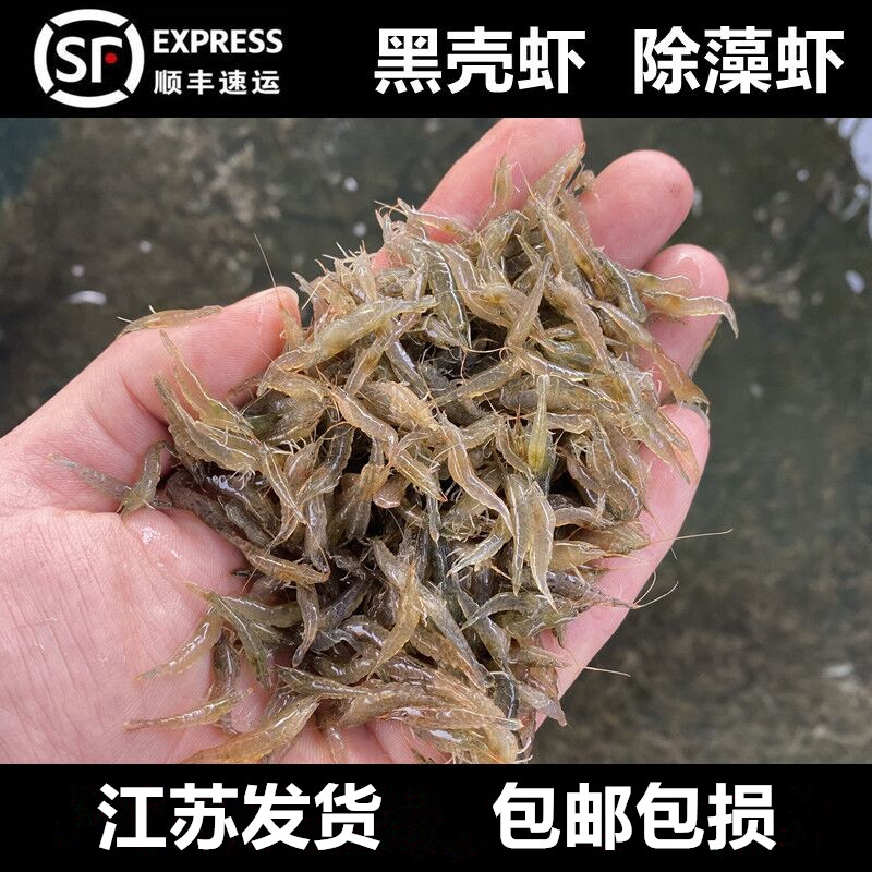 黑壳虾除藻清洁草虾观赏虾超大号淡水虾活体龟饲料活虾鲜活樱花虾