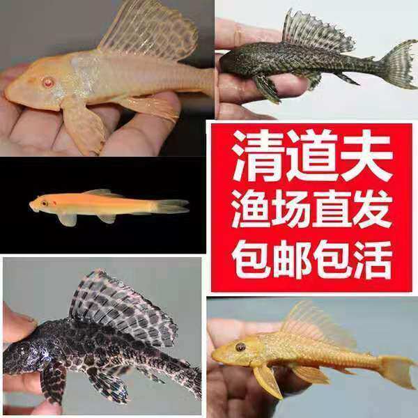 清道夫活体鱼缸清洁工垃圾便便工鱼
